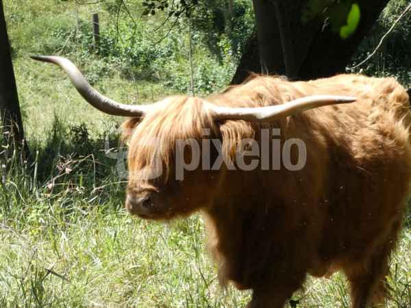 Langhaar Rind auf Wiese