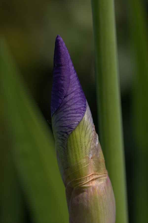 Götterbotin (XIII) Die Unvollendete