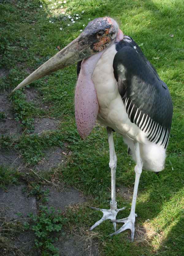 Ich bin nicht hässlich ...