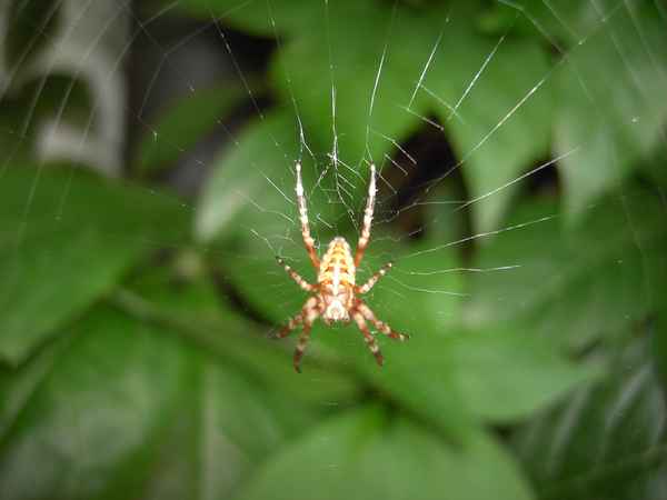Spinne im Netz