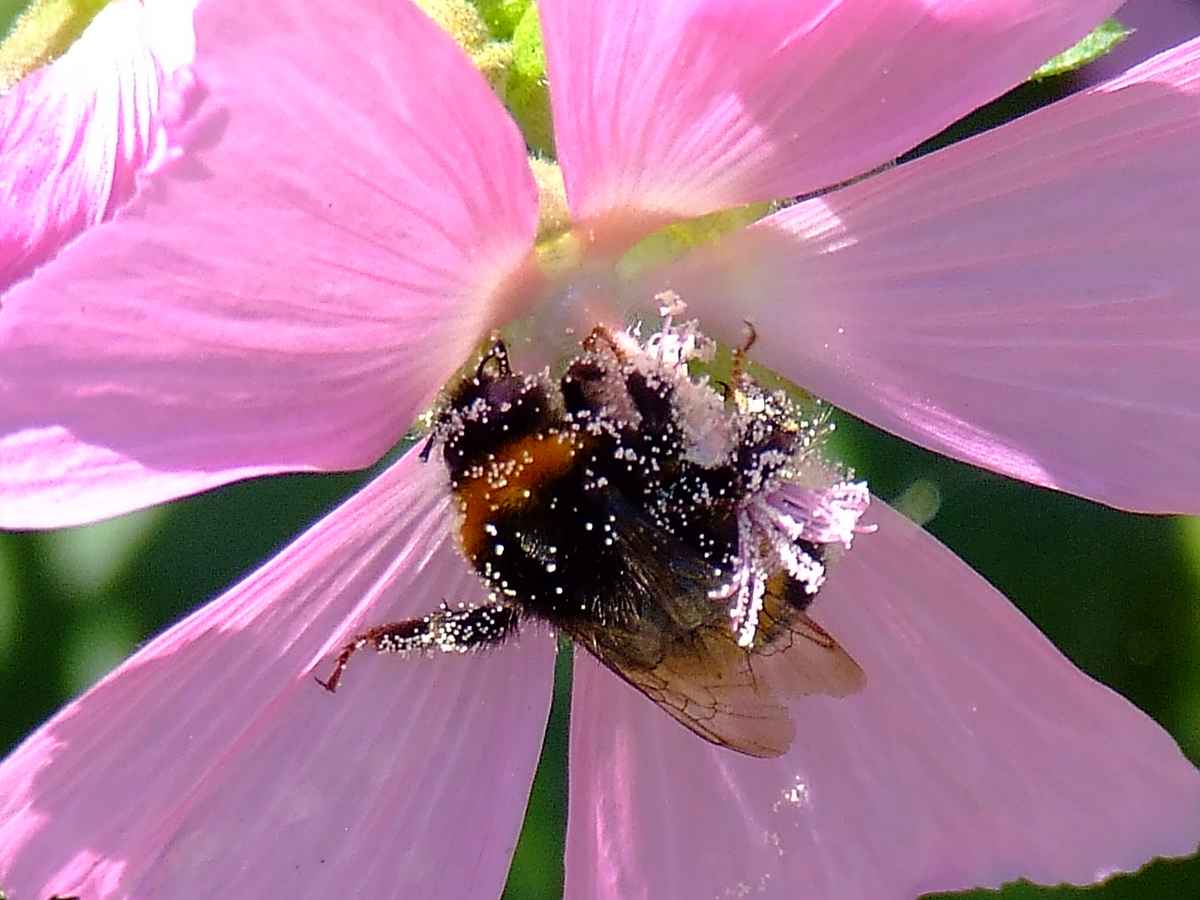 Die Hummel