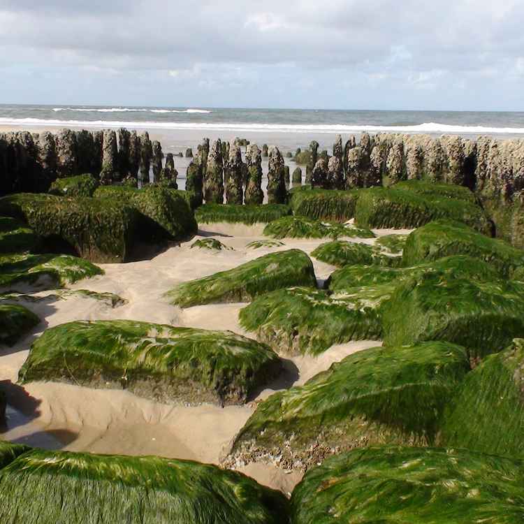 Dune am Strand