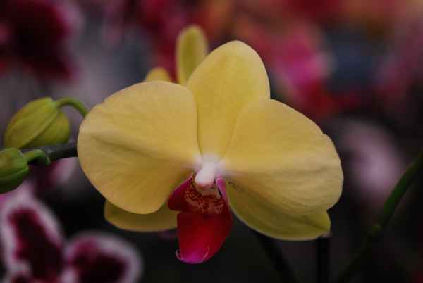 Gelbe Orchidee