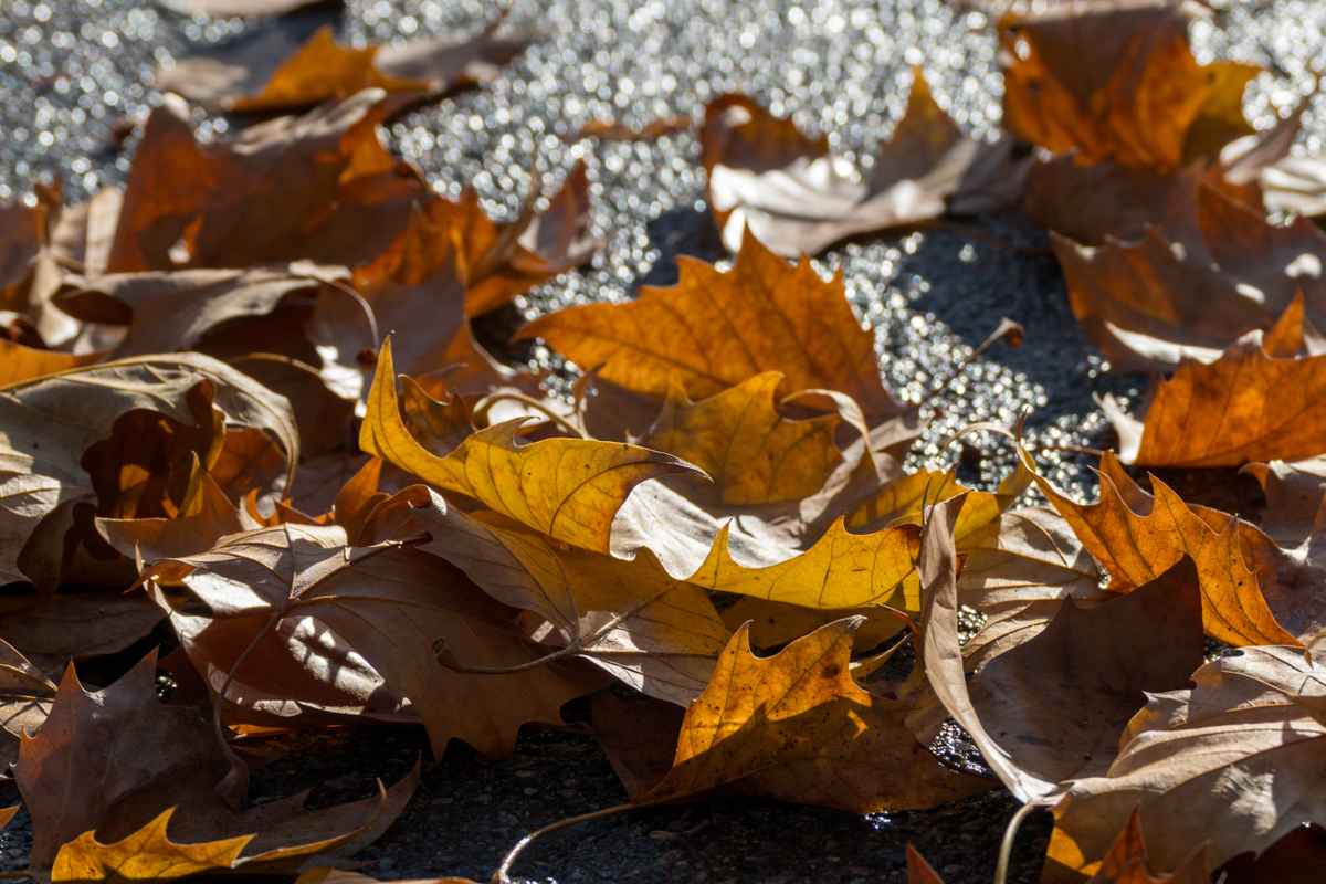 Herbstblatt