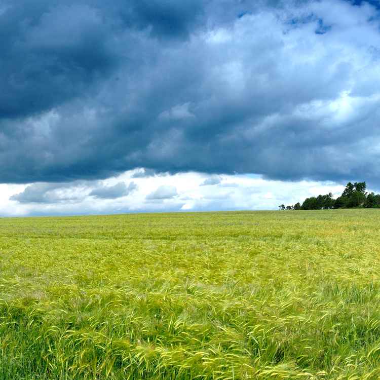 Dramatischer Himmel über einem Gerstenfeld