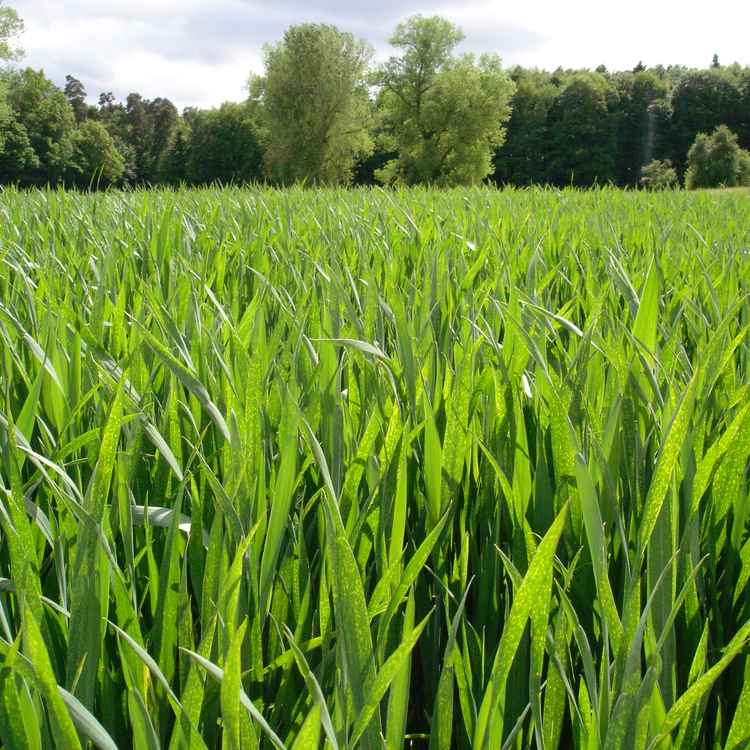 Blick durch ein grünes Getreidefeld