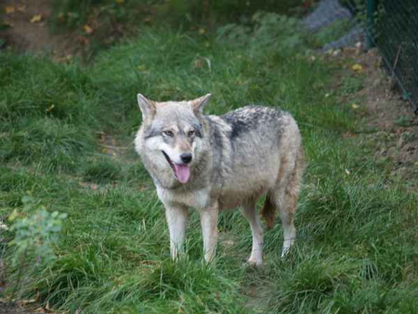 Wolf im Tierpark Worms_6