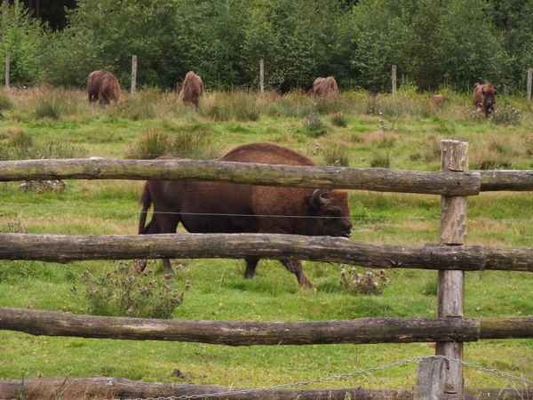 Wisentbulle