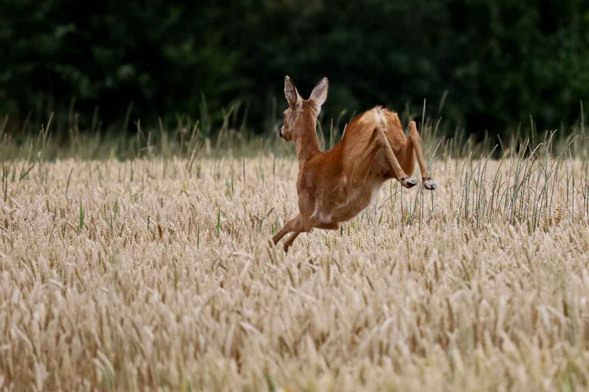auf der flucht2