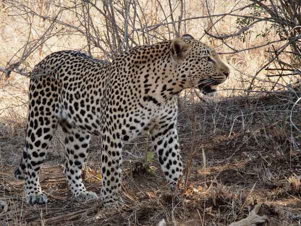 Leopard in Kruger Park