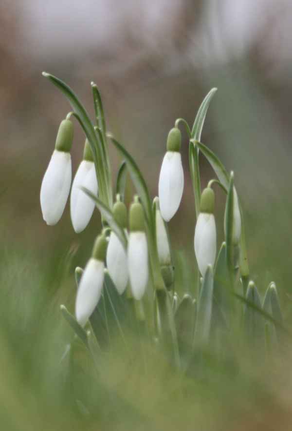 Schneeglöckchen
