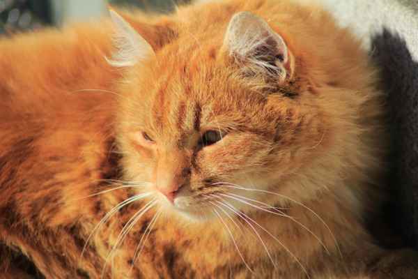 Kater Garfield