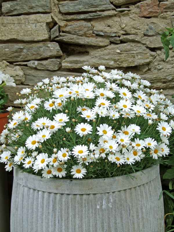 Blüten im Zinkeimer