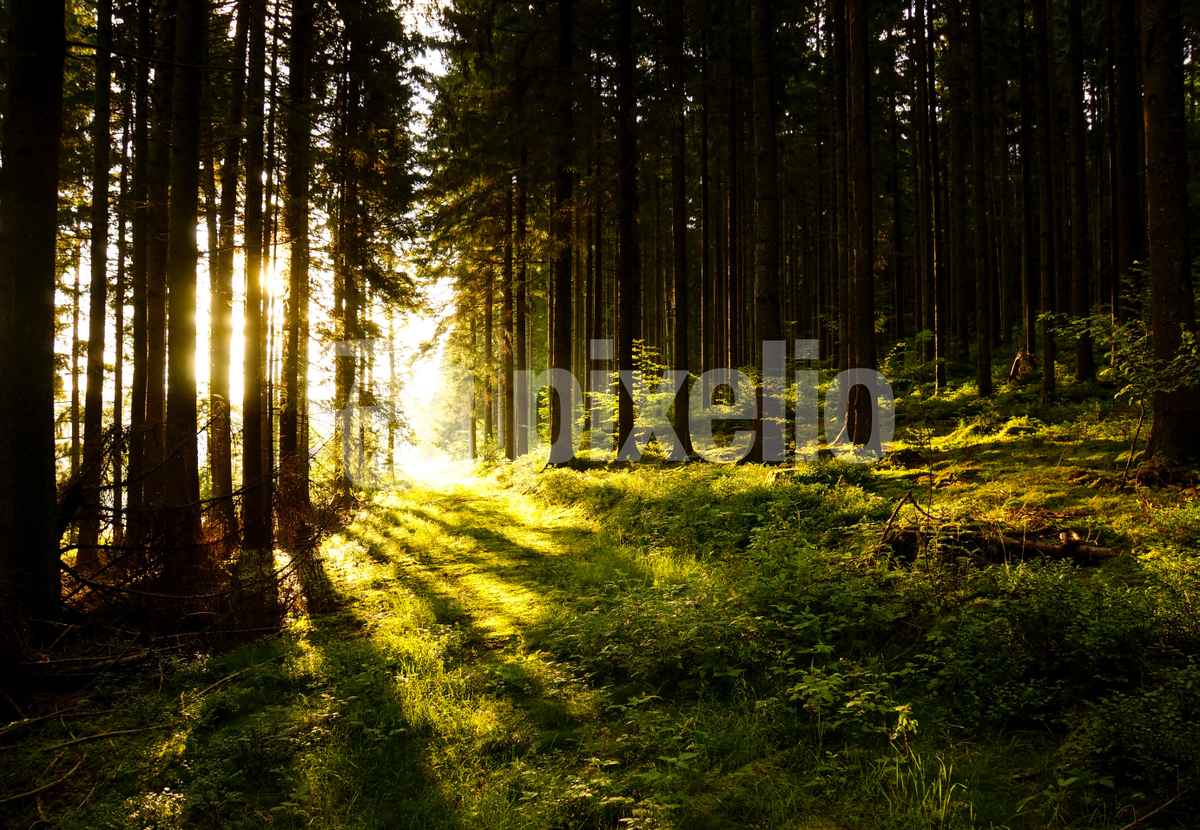 Morgensonne im Nadelwald