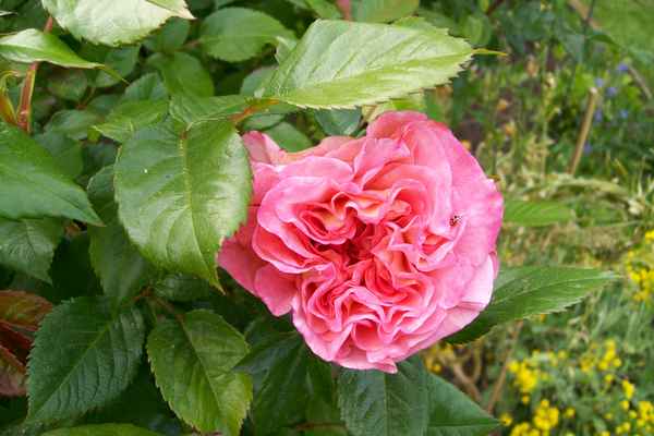 Die erste Rose in Omas Garten blüht