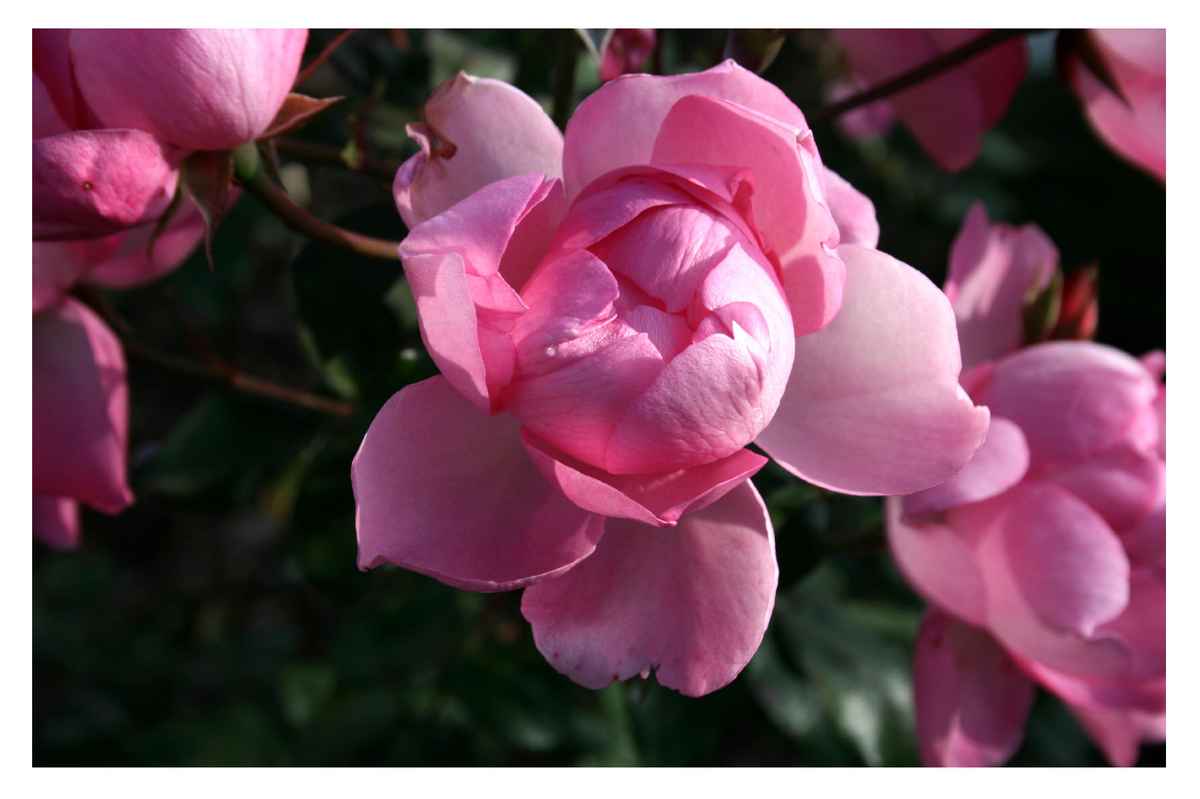 Blüten 189