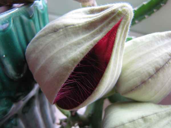 Aasblume (Stapelia gigantea) 1