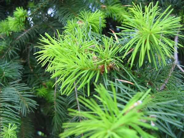 frische Triebe1