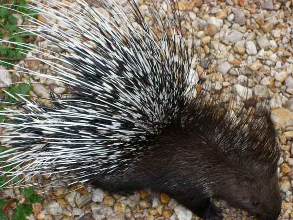 Stachelschwein