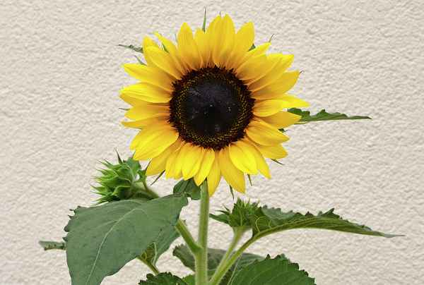 Sonnenblume
