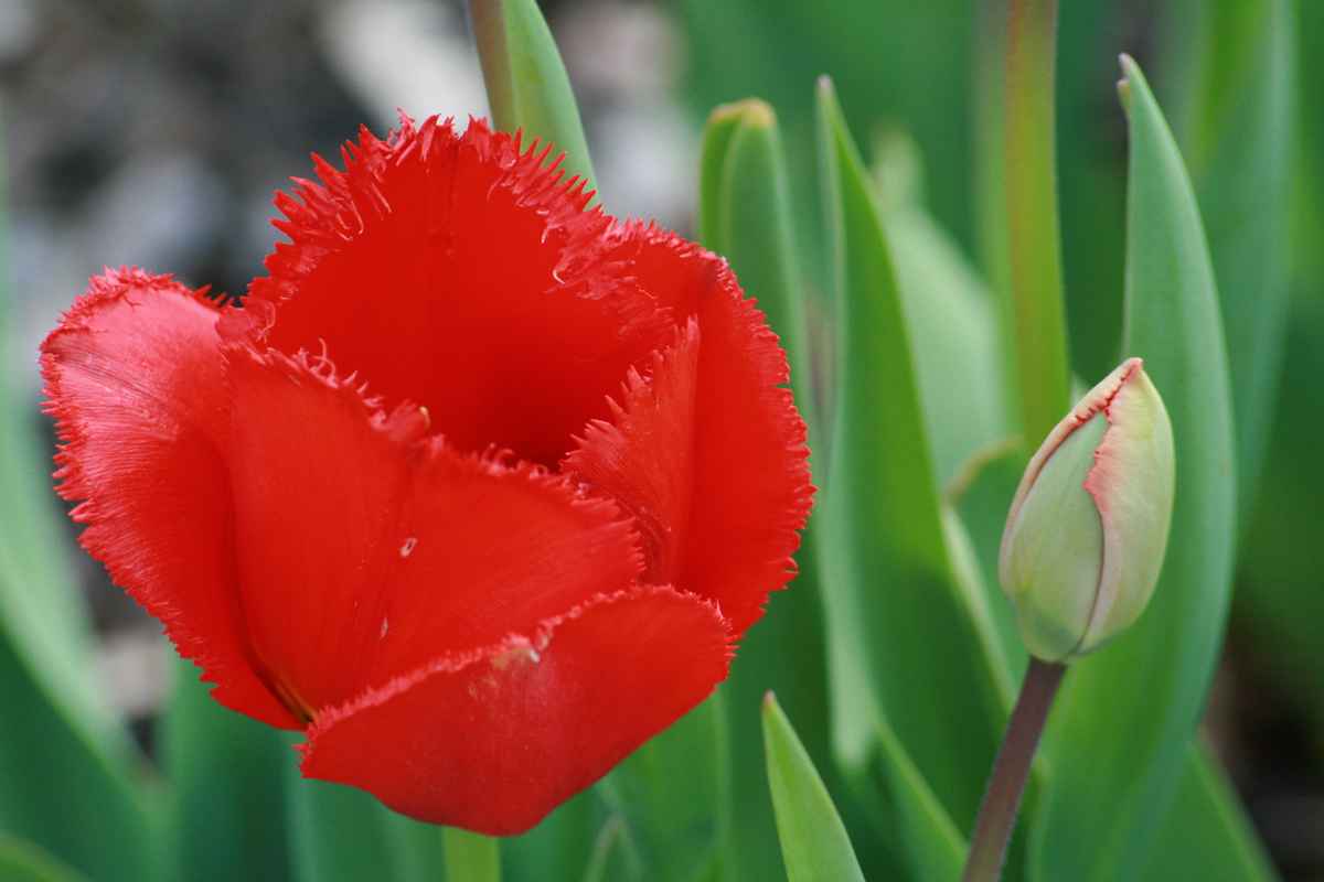 T.Ulpe