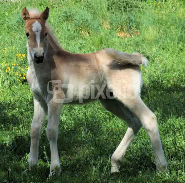Junger Haflinger