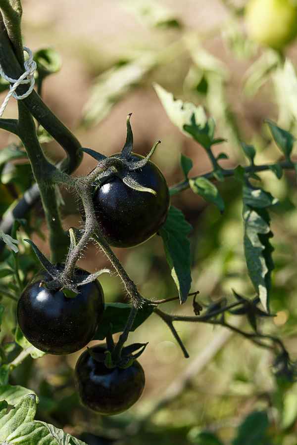 Schwarze Tomaten