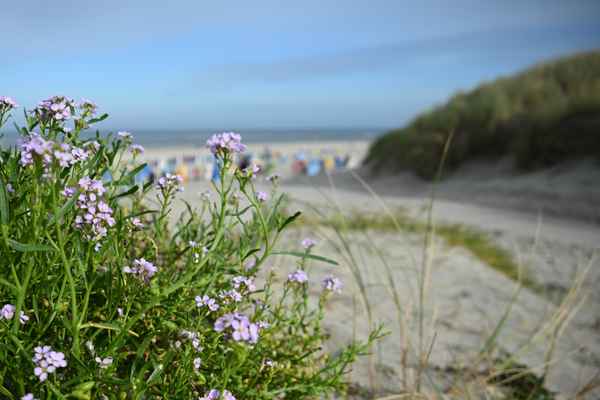 Blütenpracht am Strand