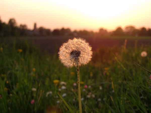 Pusteblume im Gegenlicht