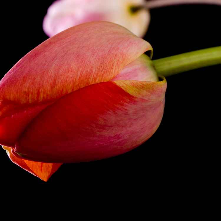Yet another Tulpenbild IV