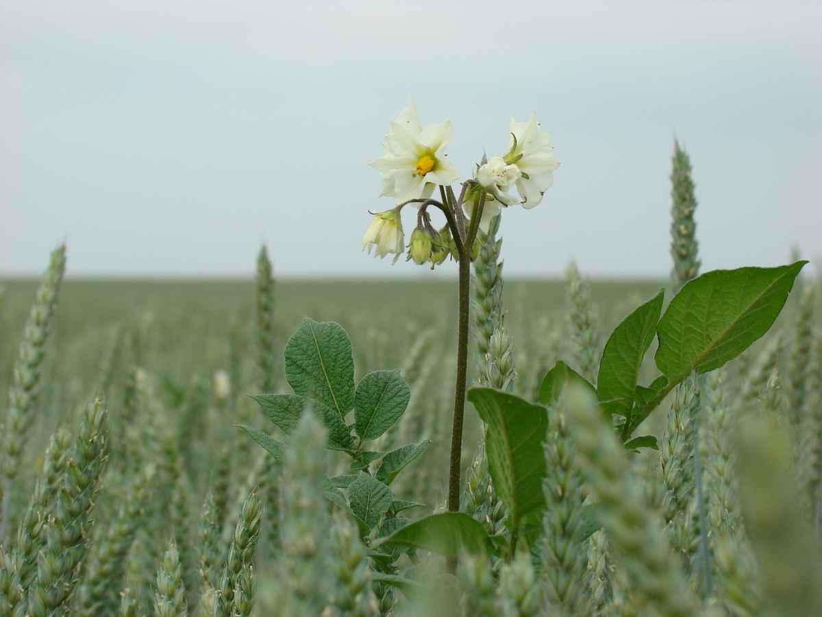 gast im kornfeld