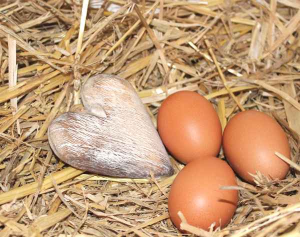 VON GLÜCKLICHEN HÜHNERN II