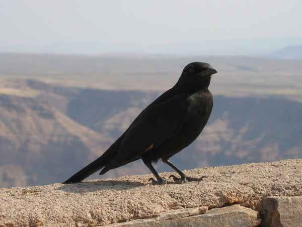 Bergstar am Fish River Canyon