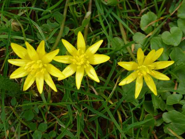 Sternblüten-Drillinge
