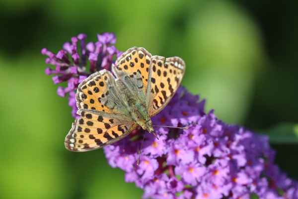 Kleiner Perlmutterfalter