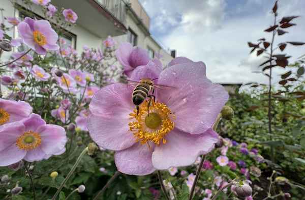 Hundsrose wird bestäubt