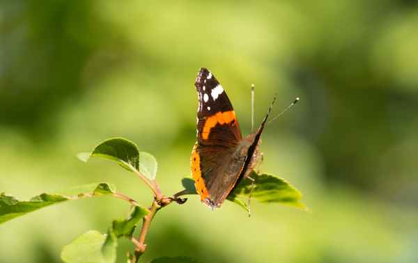 der erste Edelfalter in diesem Sommer....