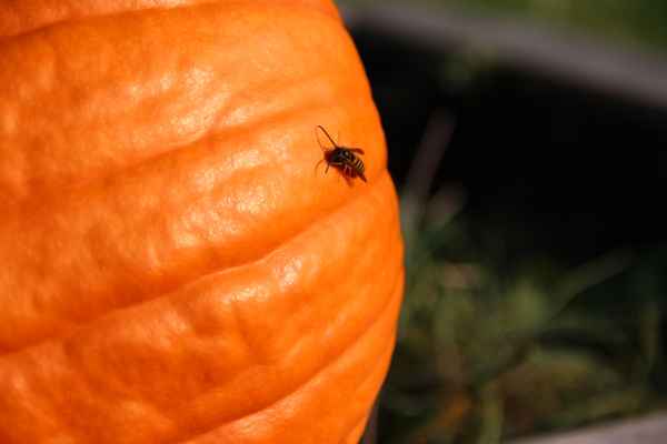 Gartenkürbis mit Besucher