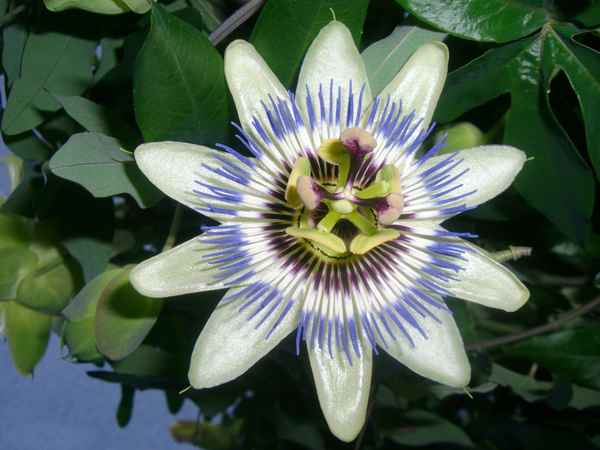 Königin der Blumen