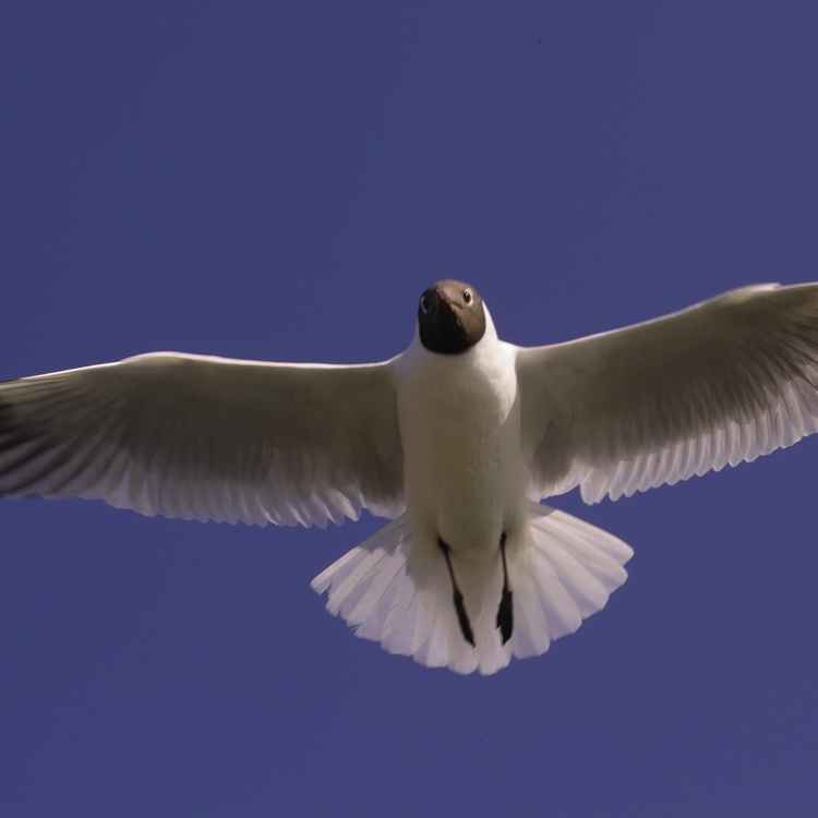 Möwe (9)