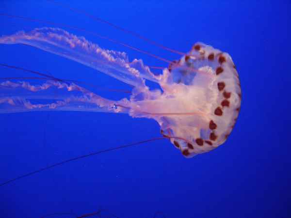 schaurige Faszination..