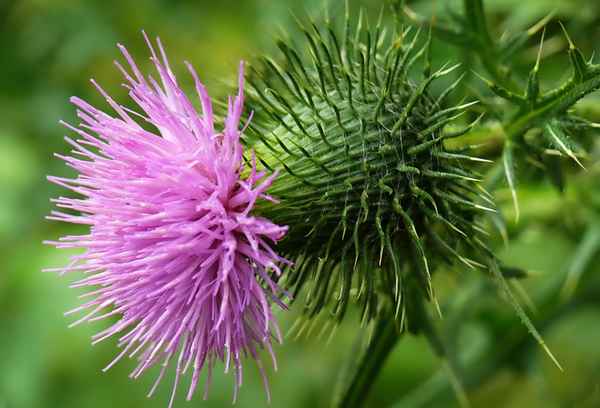 wehrhafte Schönheit