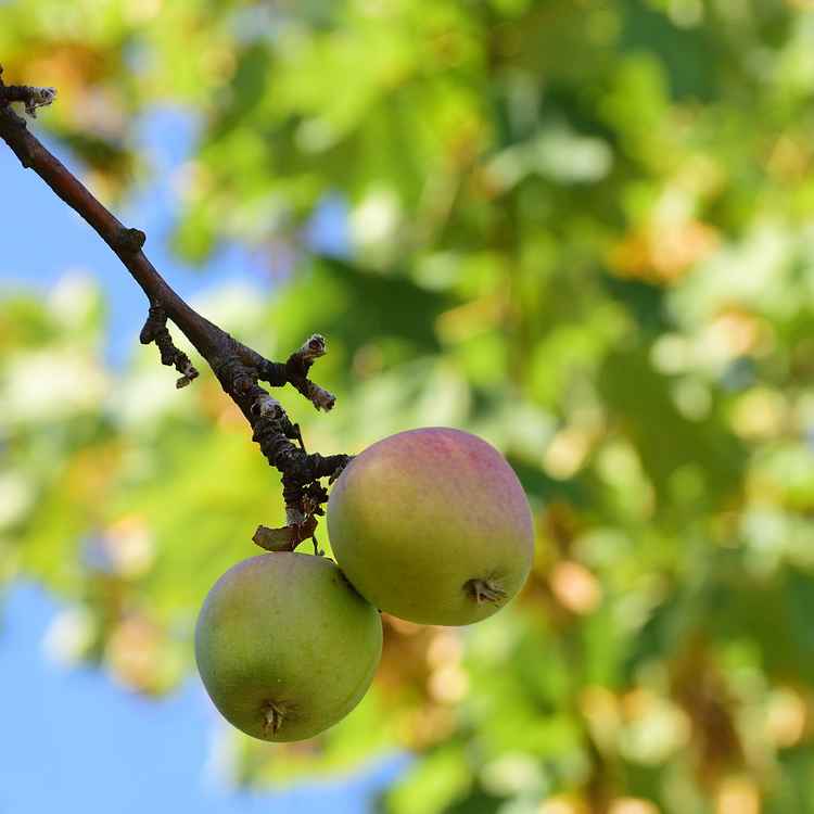 Herbstzeit - Erntezeit