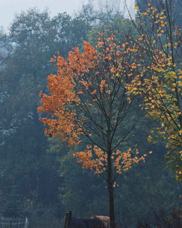 die blätter fallen 2