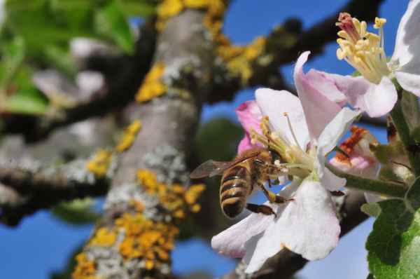 Apfelblüte