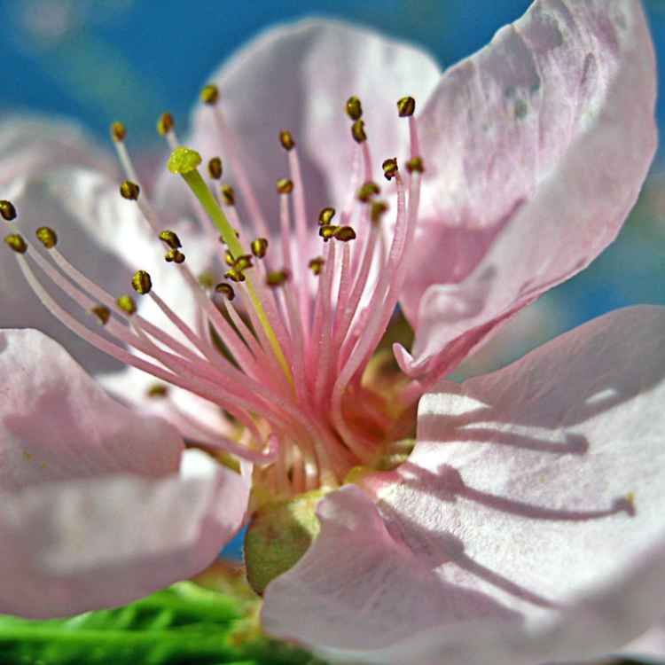 rosa Traum...