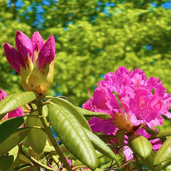  Rhododendron blüht auf