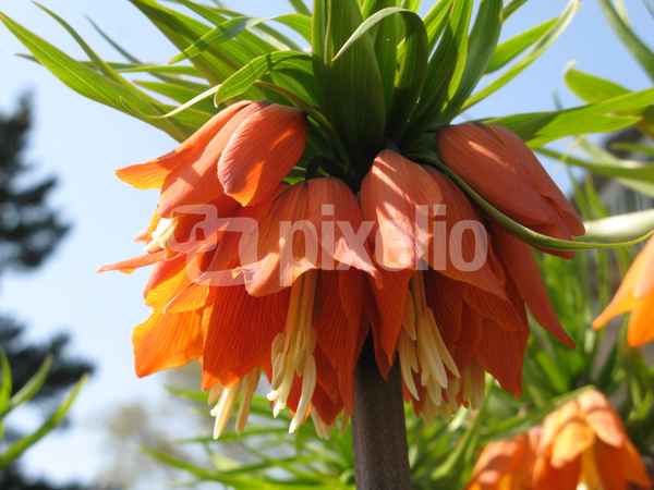 Rote Krone