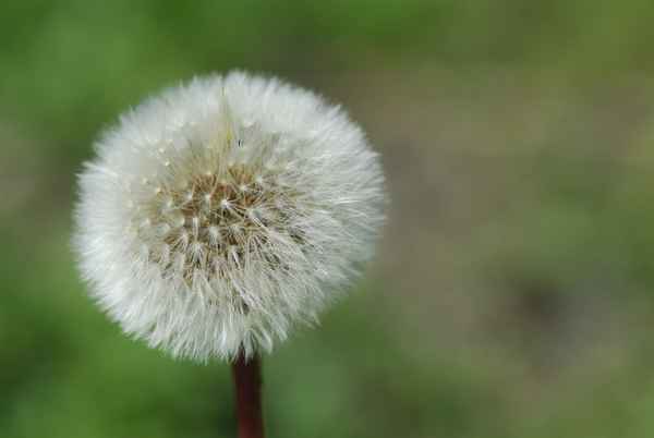 Pusteblume