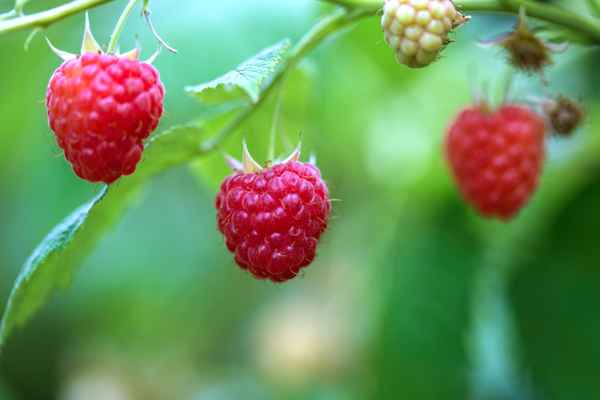 Himbeeren vor der Ernte